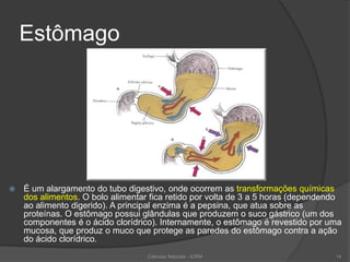 Estômago
 É um alargamento do tubo digestivo, onde ocorrem as transformações químicas
dos alimentos. O bolo alimentar fica retido por volta de 3 a 5 horas (dependendo
ao alimento digerido). A principal enzima é a pepsina, que atua sobre as
proteínas. O estômago possui glândulas que produzem o suco gástrico (um dos
componentes é o ácido clorídrico). Internamente, o estômago é revestido por uma
mucosa, que produz o muco que protege as paredes do estômago contra a ação
do ácido clorídrico.
Ciências Naturais - ICRM 14
 