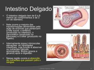 Intestino Delgado
 O intestino delgado tem de 6 a 8
metros de comprimentos e de 3
cm de diâmetro.
 Nele ocorre a maioria das
transformações alimentares pela
ação de enzimas que pertencem
a três sucos: o entérico
(produzido no intestino), o
pancreático (produzido no
pâncreas) e o biliar (produzido no
fígado).
 Internamente possui minúsculas
elevações: as vilosidades
intestinais, cuja função é absorver
os nutrientes (glicose,
aminoácidos, ácidos graxos e
glicerol) após a digestão.
 Nessa região ocorre a absorção
de nutrientes que passam para o
sangue.
Ciências Naturais - ICRM 16
 