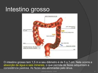 Intestino grosso
O intestino grosso tem 1,5 m e seu diâmetro é de 5 a 7 cm. Nele ocorre a
absorção de água e sais minerais, o que permite às fezes adquirirem a
consistência pastosa. As fezes são eliminadas pelo ânus.
Ciências Naturais - ICRM 17
 