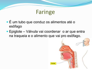 Faringe
 É um tubo que conduz os alimentos até o
esôfago
 Epiglote – Válvula vai coordenar o ar que entra
na traqueia e o alimento que vai pro esôfago.
 