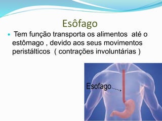 Esôfago
 Tem função transporta os alimentos até o
estômago , devido aos seus movimentos
peristálticos ( contrações involuntárias )
 