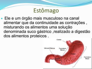 Estômago
 Ele e um órgão mais musculoso na canal
alimentar que da continuidade as contrações ,
misturando os alimentos uma solução
denominada suco gástrico ,realizado a digestão
dos alimentos proteicos .
 