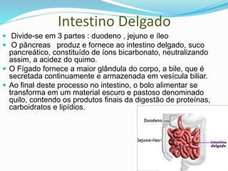 Intestino Delgado
 Divide-se em 3 partes : duodeno , jejuno e íleo
 O pâncreas produz e fornece ao intestino delgado, suco
pancreático, constituído de íons bicarbonato, neutralizando
assim, a acidez do quimo.
 O Fígado fornece a maior glândula do corpo, a bile, que é
secretada continuamente e armazenada em vesícula biliar.
 Ao final deste processo no intestino, o bolo alimentar se
transforma em um material escuro e pastoso denominado
quilo, contendo os produtos finais da digestão de proteínas,
carboidratos e lipídios.
 