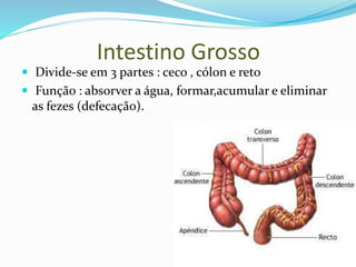 Intestino Grosso
 Divide-se em 3 partes : ceco , cólon e reto
 Função : absorver a água, formar,acumular e eliminar
as fezes (defecação).
 