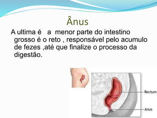 Ânus
A ultima é a menor parte do intestino
grosso é o reto , responsável pelo acumulo
de fezes ,até que finalize o processo da
digestão.
 