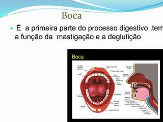  É a primeira parte do processo digestivo ,tem
a função da mastigação e a deglutição
Boca
 
