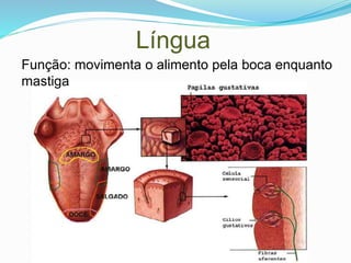 Língua
Função: movimenta o alimento pela boca enquanto
mastiga
 