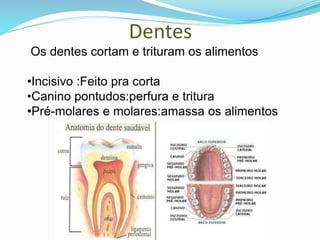 Dentes
Os dentes cortam e trituram os alimentos
•Incisivo :Feito pra corta
•Canino pontudos:perfura e tritura
•Pré-molares e molares:amassa os alimentos
 