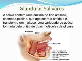 Glândulas Salivares
A saliva contém uma enzima do tipo amilase,
chamada ptialina, que age sobre o amido e o
transforma em maltose, uma variedade de açúcar
formada pela união de duas moléculas de glicose.
 