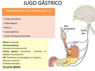JUGO GÁSTRICO
COMPOSICION DEL JUGO GÁSTRICO (pH= 1,5)
• Acido clorhídrico
• Pepsinógeno
• Mucus

• Lipasa gástrica
• Factor intrínseco de Castle.
Mucus: Protección
Hormona gastrina:
Estimula la secreción de HCl
Enzima pepsina: Transforma
proteínas en
péptidos más pequeños
HCl: Transforma el pepsinógeno, en pepsina.
Destruye bacterias.
Solubiliza minerales.

Resultado: Quimo

 