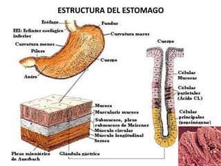 ESTRUCTURA DEL ESTOMAGO

 
