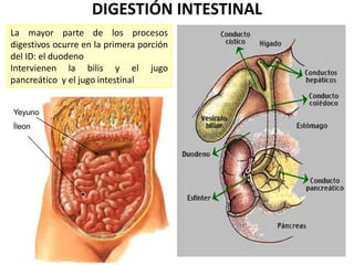 DIGESTIÓN INTESTINAL
La mayor parte de los procesos
digestivos ocurre en la primera porción
del ID: el duodeno
Intervienen la bilis y el jugo
pancreático y el jugo intestinal
Yeyuno
Íleon

 