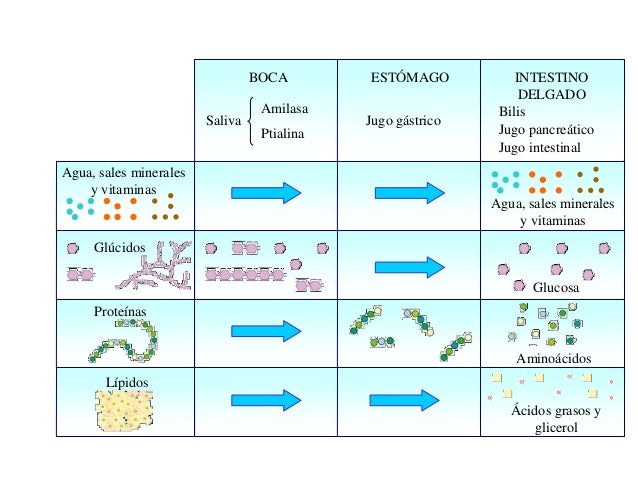 Leer sobre Metabolismo