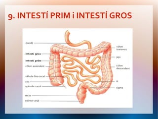 9. INTESTÍ PRIM i INTESTÍ GROS
 
