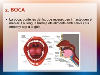 2. BOCA
●   La boca: conté les dents, que mosseguen i masteguen el
    menjar. La llengua barreja els aliments amb saliva i els
    empeny cap a la gola.
 