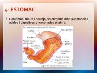 4- ESTÓMAC
●   L'estómac: tritura i barreja els aliments amb substàncies
    àcides i digestives anomenades enzims.
 