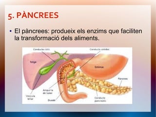 5. PÀNCREES
●   El pàncrees: produeix els enzims que faciliten
    la transformació dels aliments.
 