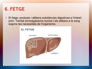 6. FETGE
●   El fetge: produeix i allibera substàncies digestives a l'intestí
    prim. També emmagatzema sucres i els allibera a la sang
    segons les necessitats de l'organisme.
 