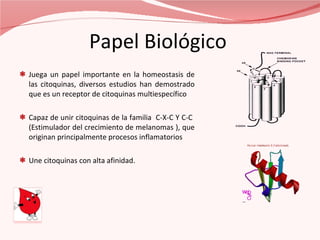 Papel Biológico  Juega un papel importante en la homeostasis de las citoquinas, diversos estudios han demostrado que es un receptor de citoquinas multiespecífico  Capaz de unir citoquinas de la familia  C-X-C Y C-C  ( Estimulador del crecimiento de melanomas ) , que originan principalmente procesos inflamatorios  Une citoquinas con alta afinidad.  