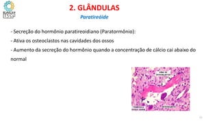 - Secreção do hormônio paratireoidiano (Paratormônio):
- Ativa os osteoclastos nas cavidades dos ossos
- Aumento da secreção do hormônio quando a concentração de cálcio cai abaixo do
normal
2. GLÂNDULAS
Paratireóide
11
 