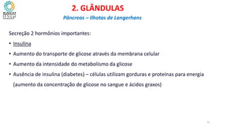 Secreção 2 hormônios importantes:
• Insulina
• Aumento do transporte de glicose através da membrana celular
• Aumento da intensidade do metabolismo da glicose
• Ausência de insulina (diabetes) – células utilizam gorduras e proteínas para energia
(aumento da concentração de glicose no sangue e ácidos graxos)
2. GLÂNDULAS
Pâncreas – Ilhotas de Langerhans
12
 