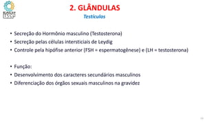 • Secreção do Hormônio masculino (Testosterona)
• Secreção pelas células intersticiais de Leydig
• Controle pela hipófise anterior (FSH = espermatogênese) e (LH = testosterona)
• Função:
• Desenvolvimento dos caracteres secundários masculinos
• Diferenciação dos órgãos sexuais masculinos na gravidez
2. GLÂNDULAS
Testículos
13
 
