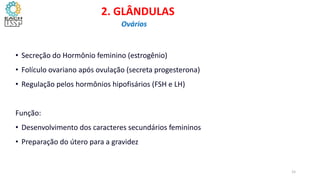 • Secreção do Hormônio feminino (estrogênio)
• Folículo ovariano após ovulação (secreta progesterona)
• Regulação pelos hormônios hipofisários (FSH e LH)
Função:
• Desenvolvimento dos caracteres secundários femininos
• Preparação do útero para a gravidez
2. GLÂNDULAS
Ovários
15
 