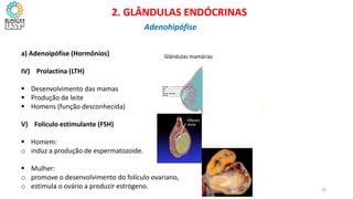 a) Adenoipófise (Hormônios)
IV) Prolactina (LTH)
 Desenvolvimento das mamas
 Produção de leite
 Homens (função desconhecida)
V) Folículo estimulante (FSH)
 Homem:
o induz a produção de espermatozoide.
 Mulher:
o promove o desenvolvimento do folículo ovariano,
o estimula o ovário a produzir estrógeno.
CIÊNCIAS, 8º Ano do Ensino Fundamental
Glândulas e suas funções
Glândulas mamárias
2
CIÊNCIAS, 8º Ano do Ensino Fundamental
Glândulas e suas funções
CIÊNCIAS, 8º Ano do Ensino Fundamental
Glândulas e suas funções
CIÊNCIAS, 8º Ano do Ensino Fundamental
Glândulas e suas funções
2. GLÂNDULAS ENDÓCRINAS
Adenohipófise
19
 