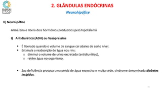 b) Neuroipófise
Armazena e libera dois hormônios produzidos pelo hipotálamo
I) Antidiurético (ADH) ou Vasopressina
 É liberado quando o volume de sangue cai abaixo de certo nível.
 Estimula a reabsorção de água nos rins:
o diminui o volume de urina excretado (antidiurético),
o retém água no organismo.
 Sua deficiência provoca uma perda de água excessiva e muita sede, síndrome denominada diabetes
insípidos.
CIÊNCIAS, 8º Ano do Ensino Fundamental
Glândulas e suas funções
CIÊNCIAS, 8º Ano do Ensino Fundamental
Glândulas e suas funções
CIÊNCIAS, 8º Ano do Ensino Fundamental
Glândulas e suas funções
CIÊNCIAS, 8º Ano do Ensino Fundamental
Glândulas e suas funções
CIÊNCIAS, 8º Ano do Ensino Fundamental
Glândulas e suas funções
2. GLÂNDULAS ENDÓCRINAS
Neurohipófise
21
 
