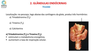 Localização: no pescoço, logo abaixo das cartilagens da glote, produz três hormônios:
a) Triiodotironina (T3)
a) Tiroxina (T4)
a) Calcitonina
a) Triiodotironina (T3) e Tiroxina (T4):
 estimulam o metabolismo energético,
 aumentam a taxa de respiração celular.
CIÊNCIAS, 8º Ano do Ensino Fundamental
Glândulas e suas funções
Imagem:
Thyroid,
Diffuse
Hyperplasia./
Ed
Uthman,
MD/
Creative
Commons
Attribution-Share
Alike
2.0
Generic.
CIÊNCIAS, 8º Ano do Ensino Fundamental
Glândulas e suas funções
CIÊNCIAS, 8º Ano do Ensino Fundamental
Glândulas e suas funções
CIÊNCIAS, 8º Ano do Ensino Fundamental
Glândulas e suas funções
CIÊNCIAS, 8º Ano do Ensino Fundamental
Glândulas e suas funções
CIÊNCIAS, 8º Ano do Ensino Fundamental
Glândulas e suas funções
CIÊNCIAS, 8º Ano do Ensino Fundamental
Glândulas e suas funções
2. GLÂNDULAS ENDÓCRINAS
Tireóide
23
 