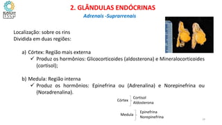 Localização: sobre os rins
Dividida em duas regiões:
a) Córtex: Região mais externa
 Produz os hormônios: Glicocorticoides (aldosterona) e Mineralocorticoides
(cortisol);
b) Medula: Região interna
 Produz os hormônios: Epinefrina ou (Adrenalina) e Norepinefrina ou
(Noradrenalina).
Córtex
Medula
Cortisol
Aldosterona
Epinefrina
Norepinefrina
CIÊNCIAS, 8º Ano do Ensino Fundamental
Glândulas e suas funções
CIÊNCIAS, 8º Ano do Ensino Fundamental
Glândulas e suas funções
CIÊNCIAS, 8º Ano do Ensino Fundamental
Glândulas e suas funções
CIÊNCIAS, 8º Ano do Ensino Fundamental
Glândulas e suas funções
CIÊNCIAS, 8º Ano do Ensino Fundamental
Glândulas e suas funções
CIÊNCIAS, 8º Ano do Ensino Fundamental
Glândulas e suas funções
CIÊNCIAS, 8º Ano do Ensino Fundamental
Glândulas e suas funções
CIÊNCIAS, 8º Ano do Ensino Fundamental
Glândulas e suas funções
CIÊNCIAS, 8º Ano do Ensino Fundamental
Glândulas e suas funções
2. GLÂNDULAS ENDÓCRINAS
Adrenais -Suprarrenais
29
 