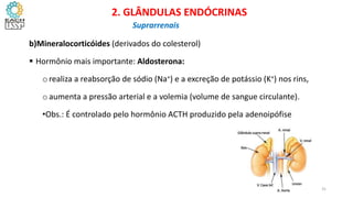 b)Mineralocorticóides (derivados do colesterol)
 Hormônio mais importante: Aldosterona:
orealiza a reabsorção de sódio (Na+) e a excreção de potássio (K+) nos rins,
oaumenta a pressão arterial e a volemia (volume de sangue circulante).
•Obs.: É controlado pelo hormônio ACTH produzido pela adenoipófise
CIÊNCIAS, 8º Ano do Ensino Fundamental
Glândulas e suas funções
CIÊNCIAS, 8º Ano do Ensino Fundamental
Glândulas e suas funções
CIÊNCIAS, 8º Ano do Ensino Fundamental
Glândulas e suas funções
CIÊNCIAS, 8º Ano do Ensino Fundamental
Glândulas e suas funções
CIÊNCIAS, 8º Ano do Ensino Fundamental
Glândulas e suas funções
CIÊNCIAS, 8º Ano do Ensino Fundamental
Glândulas e suas funções
CIÊNCIAS, 8º Ano do Ensino Fundamental
Glândulas e suas funções
CIÊNCIAS, 8º Ano do Ensino Fundamental
Glândulas e suas funções
CIÊNCIAS, 8º Ano do Ensino Fundamental
Glândulas e suas funções
CIÊNCIAS, 8º Ano do Ensino Fundamental
Glândulas e suas funções
2. GLÂNDULAS ENDÓCRINAS
Suprarrenais
31
 