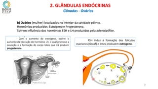 b) Ovários (mulher) localizados no interior da cavidade pélvica.
Hormônios produzidos: Estrógeno e Progesterona.
Sofrem influência dos hormônios FSH e LH produzidos pela adenoipófise.
CIÊNCIAS, 8º Ano do Ensino Fundamental
Glândulas e suas funções
FSH induz à formação dos folículos
ovarianos (Graaf) e estes produzem estrógeno.
Com o aumento do estrógeno, ocorre o
aumento da liberação do hormônio LH, o qual promove a
ovulação e a formação do corpo lúteo que irá produzir
progesterona.
1
CIÊNCIAS, 8º Ano do Ensino Fundamental
Glândulas e suas funções
CIÊNCIAS, 8º Ano do Ensino Fundamental
Glândulas e suas funções
CIÊNCIAS, 8º Ano do Ensino Fundamental
Glândulas e suas funções
CIÊNCIAS, 8º Ano do Ensino Fundamental
Glândulas e suas funções
CIÊNCIAS, 8º Ano do Ensino Fundamental
Glândulas e suas funções
CIÊNCIAS, 8º Ano do Ensino Fundamental
Glândulas e suas funções
CIÊNCIAS, 8º Ano do Ensino Fundamental
Glândulas e suas funções
CIÊNCIAS, 8º Ano do Ensino Fundamental
Glândulas e suas funções
CIÊNCIAS, 8º Ano do Ensino Fundamental
Glândulas e suas funções
CIÊNCIAS, 8º Ano do Ensino Fundamental
Glândulas e suas funções
CIÊNCIAS, 8º Ano do Ensino Fundamental
Glândulas e suas funções
CIÊNCIAS, 8º Ano do Ensino Fundamental
Glândulas e suas funções
2. GLÂNDULAS ENDÓCRINAS
Gônadas - Ovários
37
 