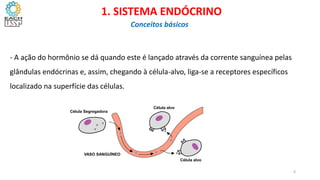 - A ação do hormônio se dá quando este é lançado através da corrente sanguínea pelas
glândulas endócrinas e, assim, chegando à célula-alvo, liga-se a receptores específicos
localizado na superfície das células.
Célula Segregadora
VASO SANGUÍNEO
Célula alvo
Célula alvo
CIÊNCIAS, 8º Ano do Ensino Fundamental
Glândulas e suas funções
1. SISTEMA ENDÓCRINO
Conceitos básicos
6
 