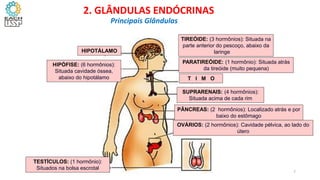 HIPÓFISE: (6 hormônios):
Situada cavidade óssea,
abaixo do hipotálamo
TIREÓIDE: (3 hormônios): Situada na
parte anterior do pescoço, abaixo da
laringe
TESTÍCULOS: (1 hormônio):
Situados na bolsa escrotal
PARATIREÓIDE: (1 hormônio): Situada atrás
da tireóide (muito pequena)
T I M O
PÂNCREAS: (2 hormônios): Localizado atrás e por
baixo do estômago
OVÁRIOS: (2 hormônios): Cavidade pélvica, ao lado do
útero
HIPOTÁLAMO
SUPRARENAIS: (4 hormônios):
Situada acima de cada rim
2. GLÂNDULAS ENDÓCRINAS
Principais Glândulas
7
 
