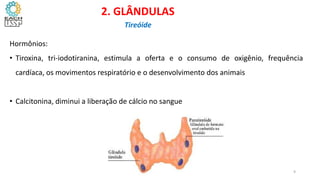 Hormônios:
• Tiroxina, tri-iodotiranina, estimula a oferta e o consumo de oxigênio, frequência
cardíaca, os movimentos respiratório e o desenvolvimento dos animais
• Calcitonina, diminui a liberação de cálcio no sangue
2. GLÂNDULAS
Tireóide
9
 