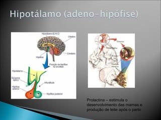 Prolactina – estimula o
desenvolvimento das mamas e
produção de leite após o parto
 