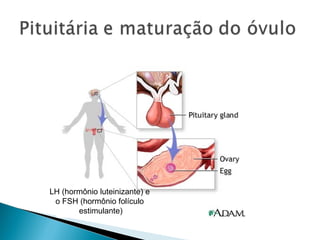 LH (hormônio luteinizante) e
 o FSH (hormônio folículo
       estimulante)
 