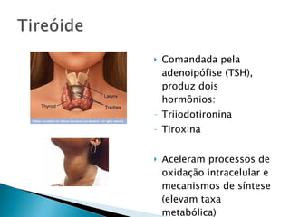    Comandada pela
    adenoipófise (TSH),
    produz dois
    hormônios:
-   Triiodotironina
-   Tiroxina


   Aceleram processos de
    oxidação intracelular e
    mecanismos de síntese
    (elevam taxa
    metabólica)
 