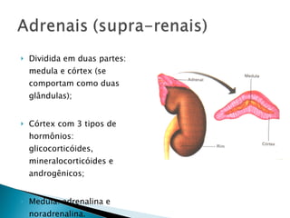    Dividida em duas partes:
    medula e córtex (se
    comportam como duas
    glândulas);


   Córtex com 3 tipos de
    hormônios:
    glicocorticóides,
    mineralocorticóides e
    androgênicos;


   Medula: adrenalina e
    noradrenalina.
 