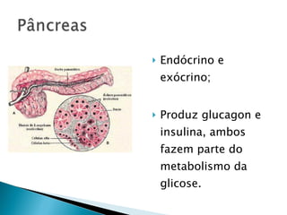    Endócrino e
    exócrino;


   Produz glucagon e
    insulina, ambos
    fazem parte do
    metabolismo da
    glicose.
 