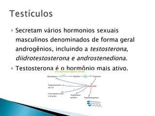    Secretam vários hormonios sexuais
    masculinos denominados de forma geral
    androgênios, incluindo a testosterona,
    diidrotestosterona e androstenediona.
   Testosterona é o hormônio mais ativo.
 
