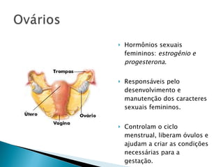    Hormônios sexuais
    femininos: estrogênio e
    progesterona.

   Responsáveis pelo
    desenvolvimento e
    manutenção dos caracteres
    sexuais femininos.


   Controlam o ciclo
    menstrual, liberam óvulos e
    ajudam a criar as condições
    necessárias para a
    gestação.
 