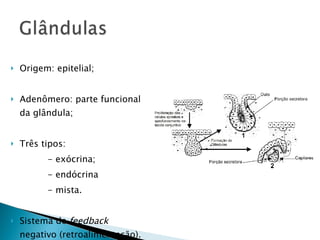    Origem: epitelial;


   Adenômero: parte funcional
    da glândula;


   Três tipos:
          - exócrina;
          - endócrina
          - mista.


   Sistema de feedback
    negativo (retroalimentação).
 