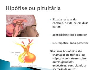    Situada na base do
    encéfalo, divide-se em duas
    partes:


-   adenoipófise: lobo anterior


-   Neuroipófise: lobo posterior


Obs: seus hormônios são
 chamados de tróficos (ou
 trópicos) pois atuam sobre
 outras glândulas
 endócrinas, controlando a
 