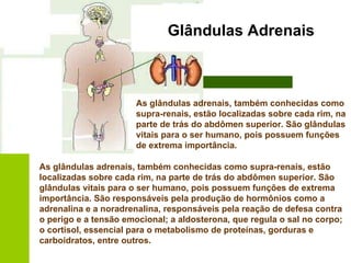 As glândulas adrenais, também conhecidas como supra-renais, estão localizadas sobre cada rim, na parte de trás do abdômen superior. São glândulas vitais para o ser humano, pois possuem funções de extrema importância.   As glândulas adrenais, também conhecidas como supra-renais, estão localizadas sobre cada rim, na parte de trás do abdômen superior. São glândulas vitais para o ser humano, pois possuem funções de extrema importância. São responsáveis pela produção de hormônios como a adrenalina e a noradrenalina, responsáveis pela reação de defesa contra o perigo e a tensão emocional; a aldosterona, que regula o sal no corpo; o cortisol, essencial para o metabolismo de proteínas, gorduras e carboidratos, entre outros. Glândulas Adrenais   