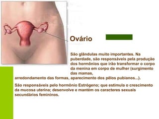 Ovário São glândulas muito importantes. Na puberdade, são responsáveis pela produção dos hormônios que irão transformar o corpo da menina em corpo de mulher (surgimento das mamas,  arredondamento das formas, aparecimento dos pêlos pubianos...). São responsáveis pelo hormônio Estrógeno; que estimula o crescimento da mucosa uterina; desenvolve e mantém os caracteres sexuais secundários femininos. 
