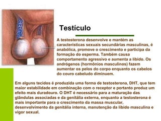 Testículo A testosterona desenvolve e mantém as características sexuais secundárias masculinas, é anabólica, promove o crescimento e participa da formação do esperma. Também causa comportamento agressivo e aumenta a libido. Os andrógenos (hormônios masculinos) fazem aumentar os pelos do corpo enquanto os cabelos do couro cabeludo diminuem.   Em alguns tecidos é produzida uma forma de testosterona, DHT, que tem maior estabilidade em combinação com o receptor e portanto produz um efeito mais duradouro. O DHT é necessário para a maturação das glândulas associadas e da genitália externa, enquanto a testosterona é mais importante para o crescimento da massa muscular, desenvolvimento da genitália interna, manutenção da libido masculina e vigor sexual.   
