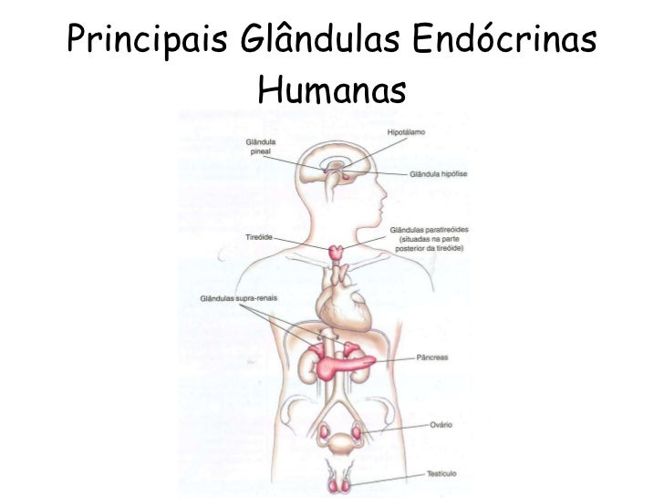Uma Das Maiores Glândulas Endócrinas Do Corpo Humano