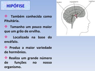 HIPÓFISE

 Também conhecida como
Pituitária.
 Tamanho um pouco maior
que um grão de ervilha.
 Localizada na base do
encéfalo.
 Produz a maior variedade
de hormônios.
 Realiza um grande número
de    funções   no    nosso
organismo.
 